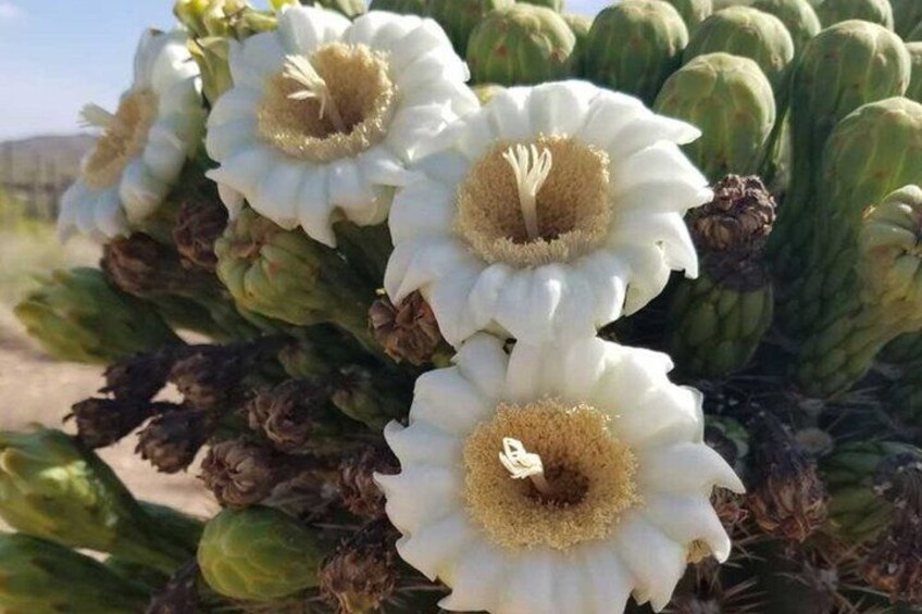 A cactus with white flowers and green spines. 5