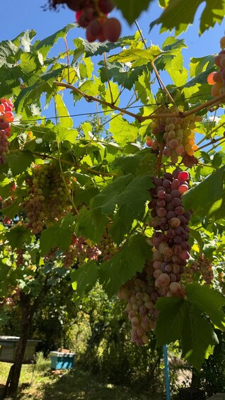 Grapevines with clusters of grapes hanging from the branches. 3