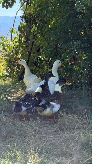 A group of geese in a grassy area with trees and a mountain in the background. 5