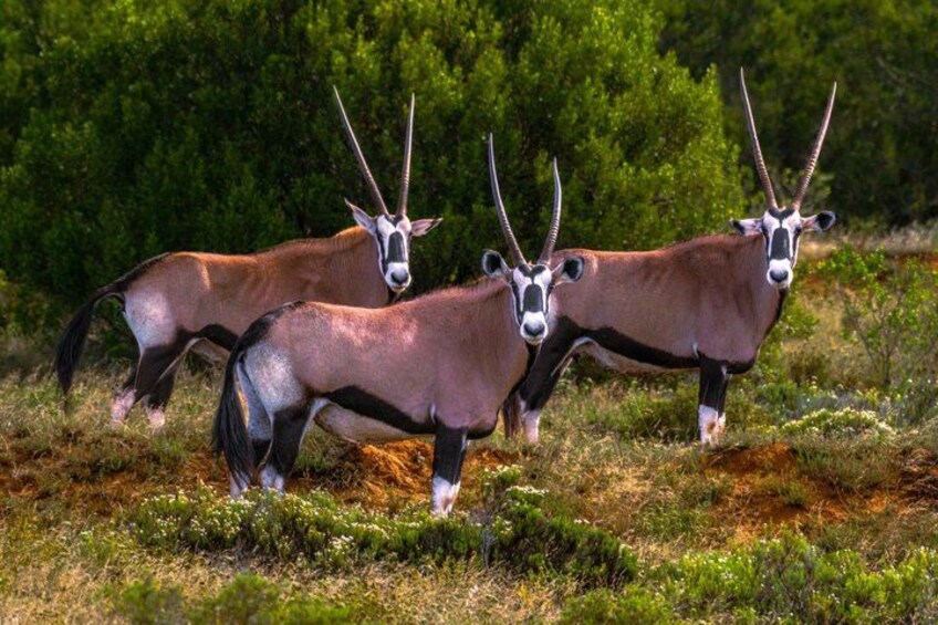 Three antelopes in a grassy field with dense green foliage in the background. 2