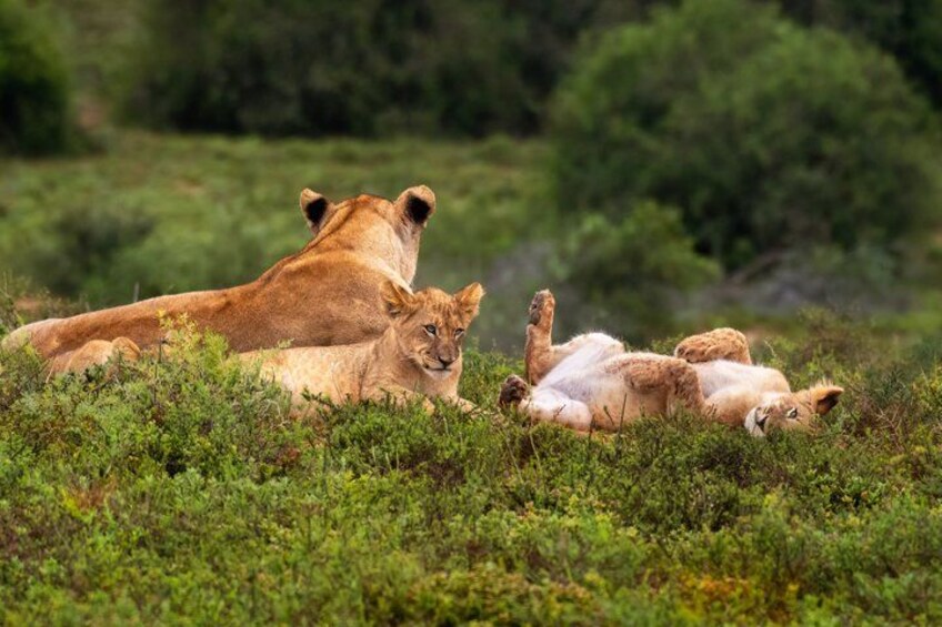 A lioness lying down with cubs in a grassy savannah. 3