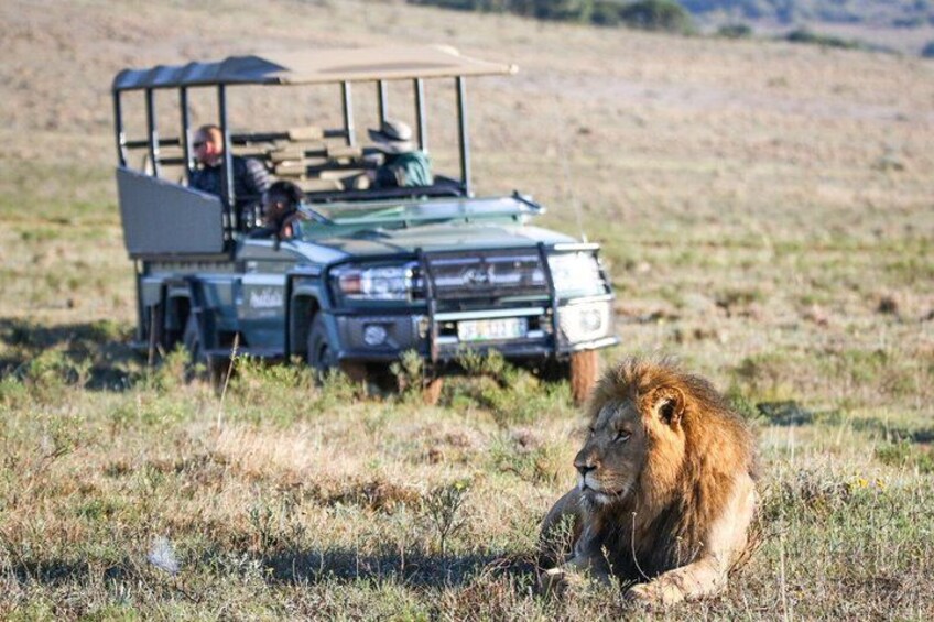 A lion lying on the ground with a safari vehicle in the background. 4