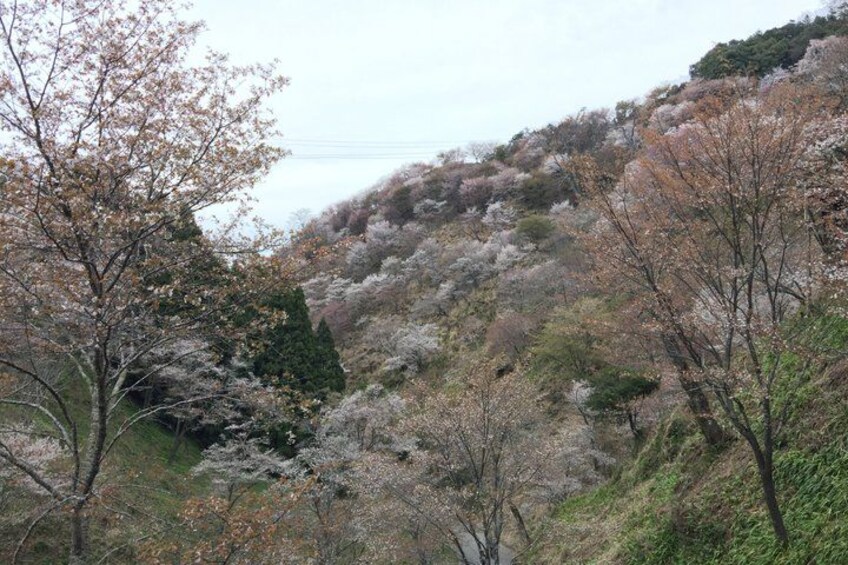 A hilly landscape with trees, some with pink blossoms, and a clear sky. 5