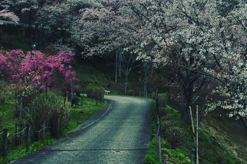 A narrow road flanked by cherry blossom trees. 4
