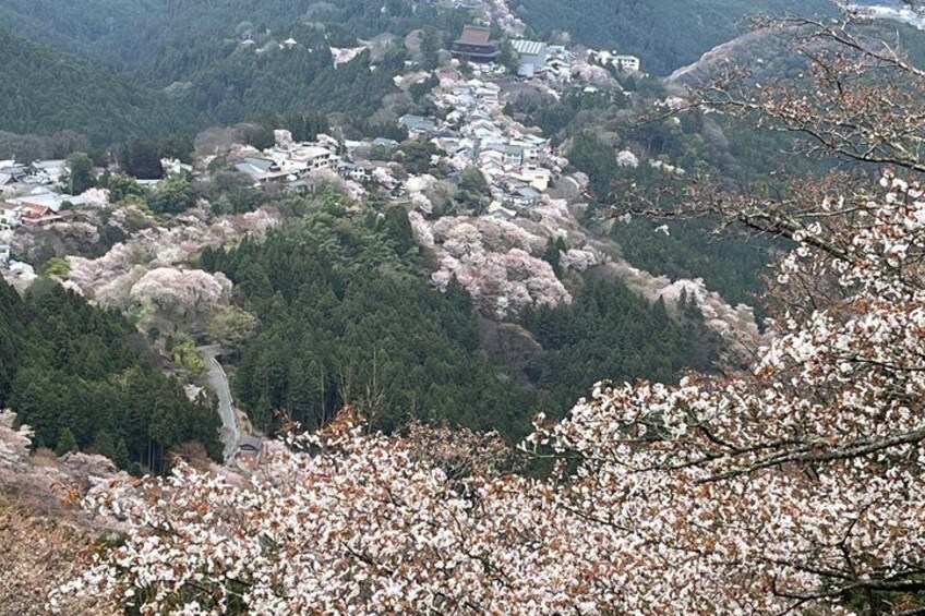 A valley with cherry blossoms, a river, and a cluster of buildings. 3