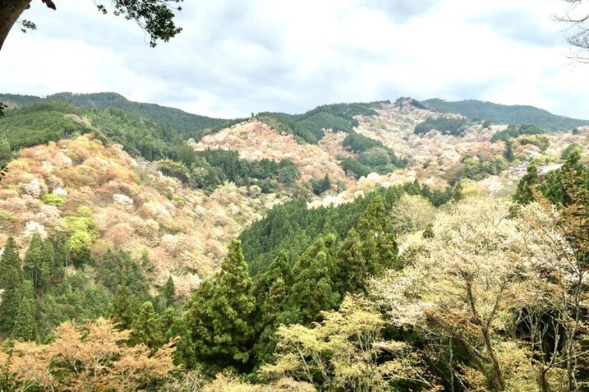 A mountainous landscape with dense forests and a variety of trees, including some with autumn-colored leaves. 1