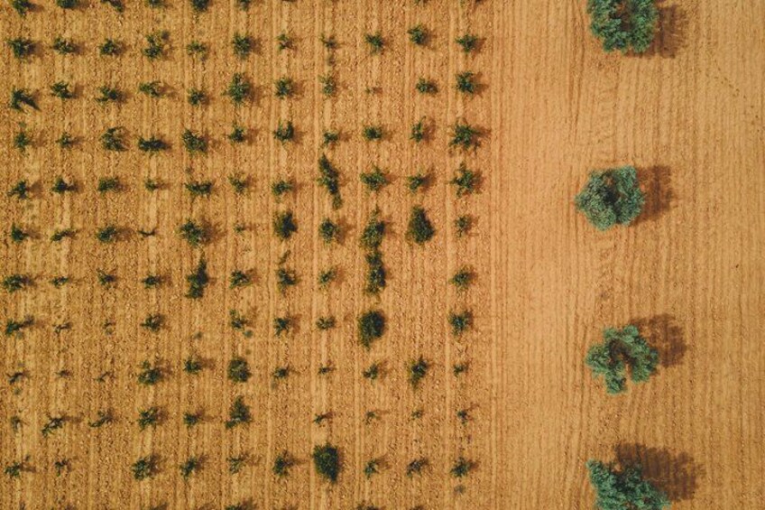 A field with evenly spaced crops and a few scattered trees. 5
