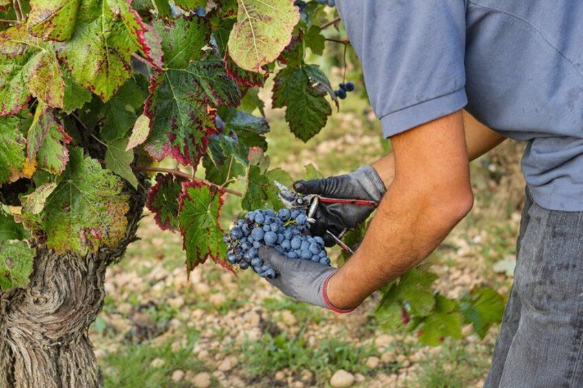 A person harvesting grapes from a vine. 3