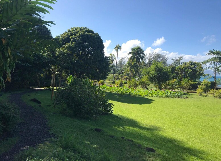 A lush green landscape with a variety of trees, a clear blue sky, and a body of water in the distance. 5