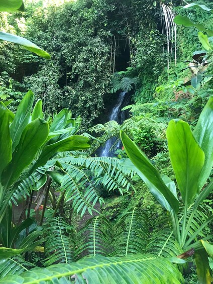 A lush green forest with a waterfall. 3
