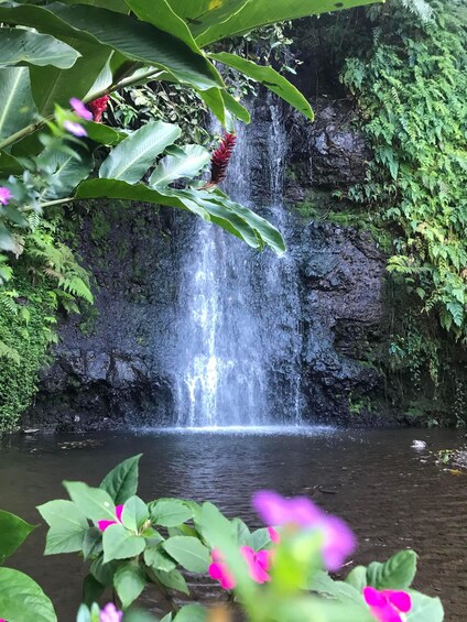A waterfall cascading into a pond surrounded by lush greenery and large leaves. 1