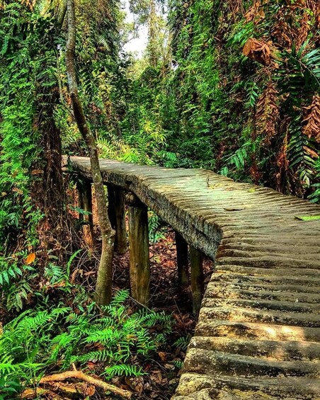 A wooden bridge in a forested area with dense foliage and fallen leaves. 2