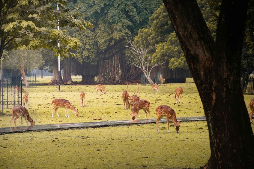 Un grupo de ciervos pastando en un campo herboso con árboles al fondo. 3