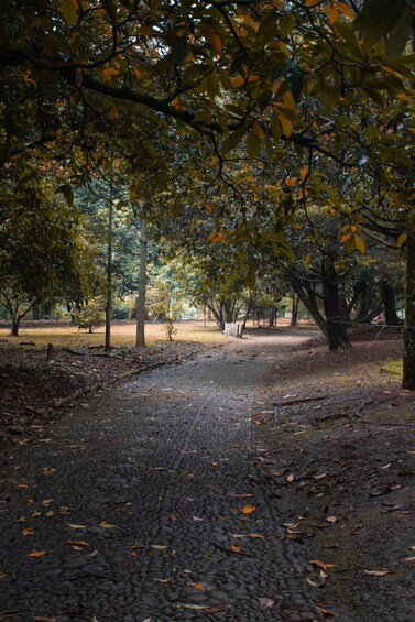 Un parque con un sendero de grava, árboles con hojas amarillas y una valla al fondo. 2