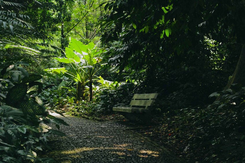 Un sendero que atraviesa un bosque denso con un banco de madera. 1