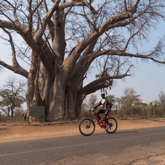 A cyclist riding a red mountain bike on a paved road with a large baobab tree in the background. 4