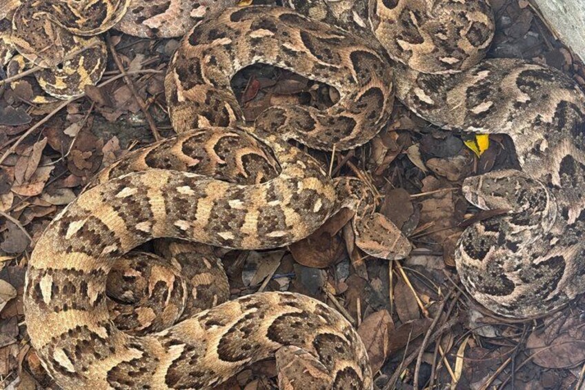 A snake on the ground surrounded by dry leaves and twigs. 3