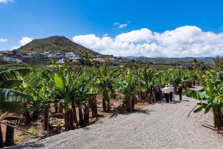 Una plantación de plátanos con un camino de grava, un grupo de personas y una colina con edificios al fondo. 1