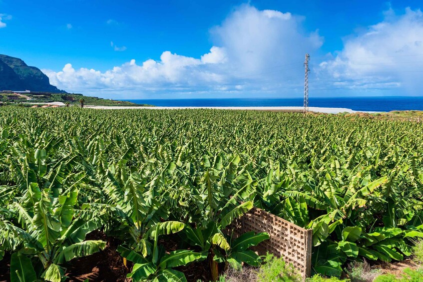 Plantación de plátanos con una playa y el océano al fondo. 2