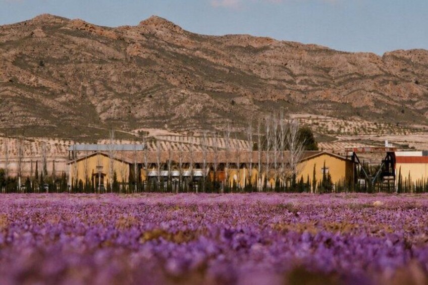 A field of purple flowers, a mountain range, and several buildings in the background. 1
