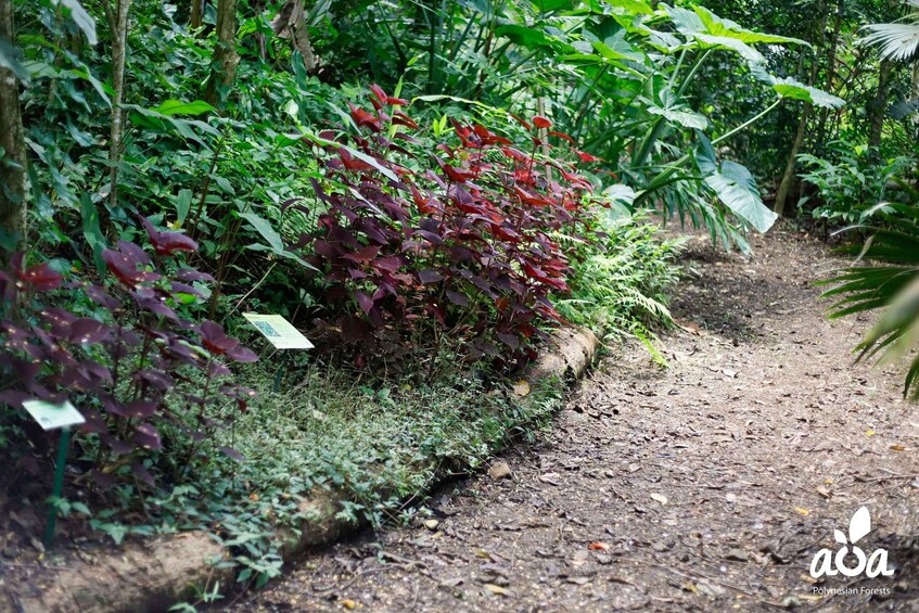 A dirt path surrounded by dense green foliage and red-leaved plants. 5