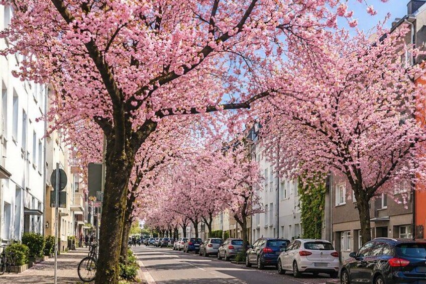 A street lined with cherry blossom trees, parked cars, and residential buildings. 5