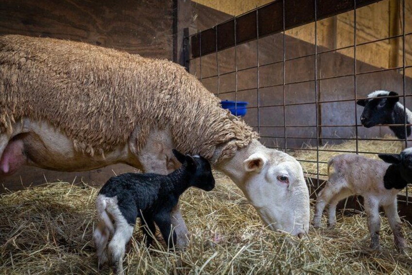 A sheep with lambs in a barn with hay on the ground. 2