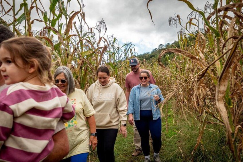 A group of people walking through a cornfield. 4