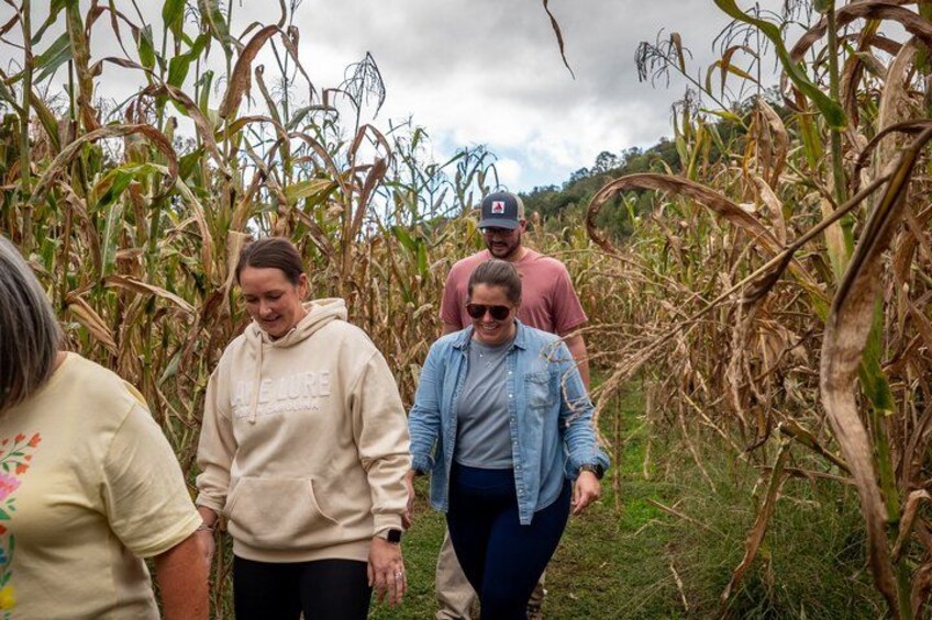 People walking through a cornfield. 3