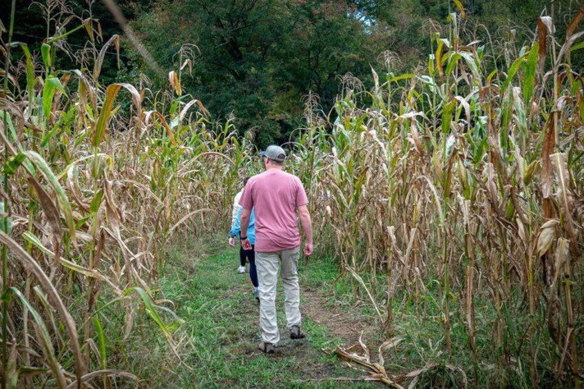 A person walking through a cornfield. 2