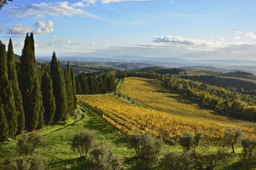 A vineyard with rows of grapevines, a forest of tall trees, and rolling hills in the background. 4