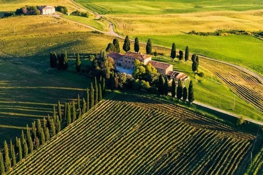 A vineyard with rows of grapevines, a large building surrounded by trees, and rolling green fields. 1