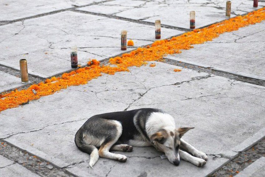 A dog lying on a concrete surface with orange flowers and small poles. 3