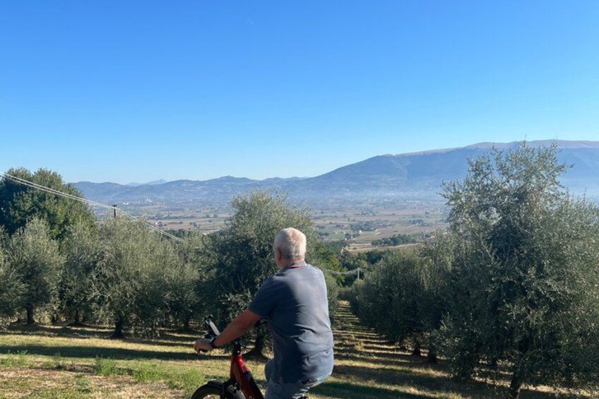 A person riding a bicycle in an olive grove with a mountainous landscape in the background. 3