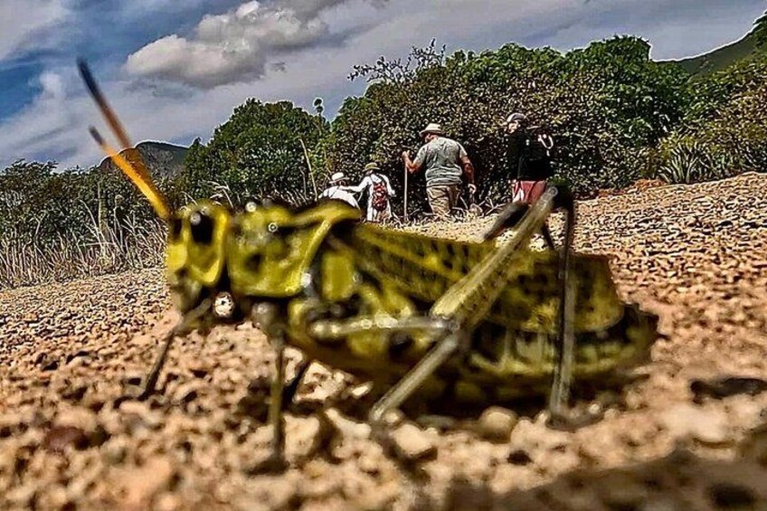 A close-up of a green grasshopper on a dry, rocky surface with people in the background. 3