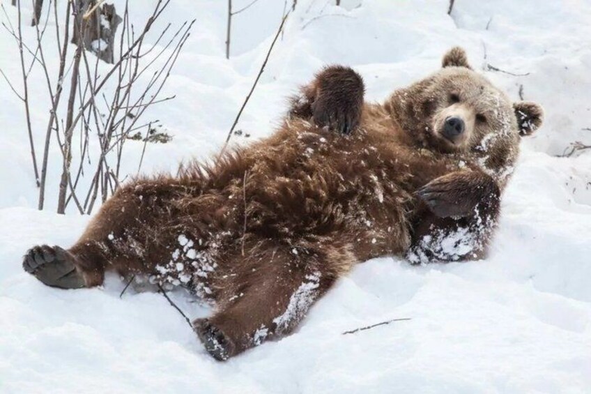 A bear lying in the snow. 3