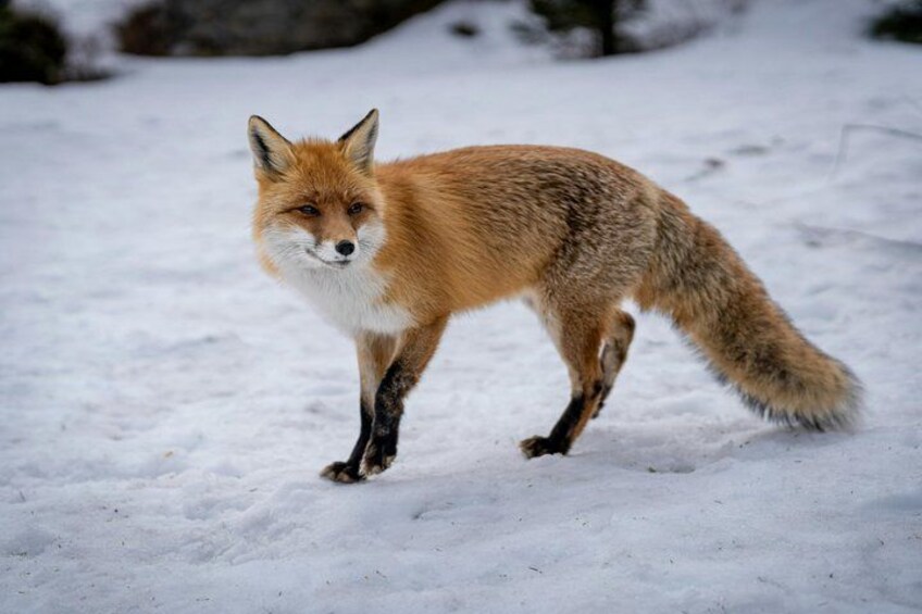 A fox walking in the snow. 1