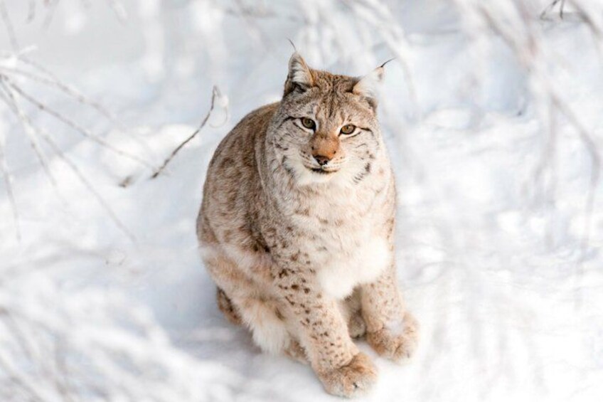 A lynx in a snowy environment. 4