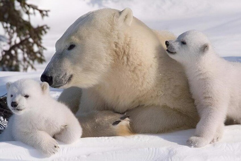 A polar bear with cubs in a snowy landscape. 5