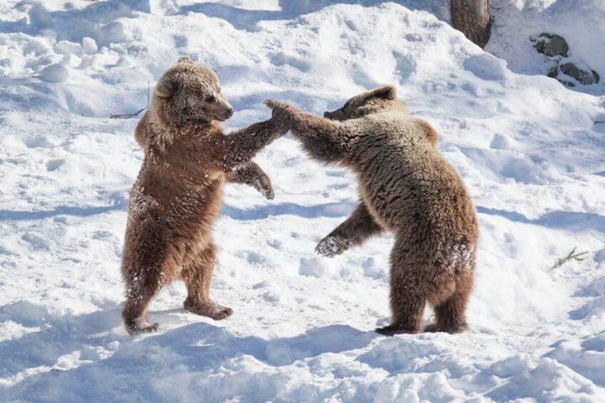 Two bears in a snowy landscape, one standing on its hind legs, the other on all fours. 2