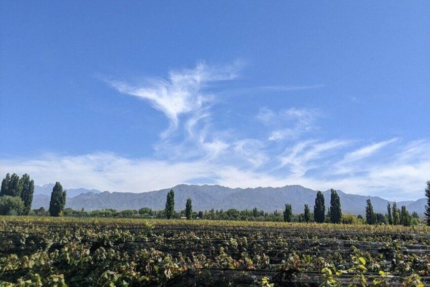 A vineyard with rows of grapevines under a clear blue sky. 4