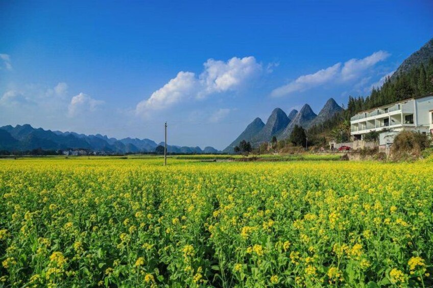 A field of yellow flowers, a mountain range, and a building. 1