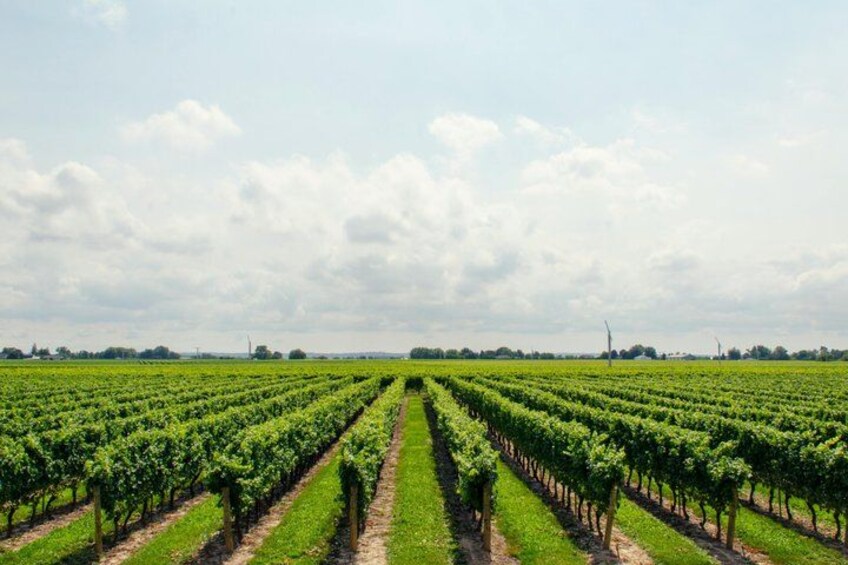 A vineyard with rows of grapevines under a cloudy sky. 4