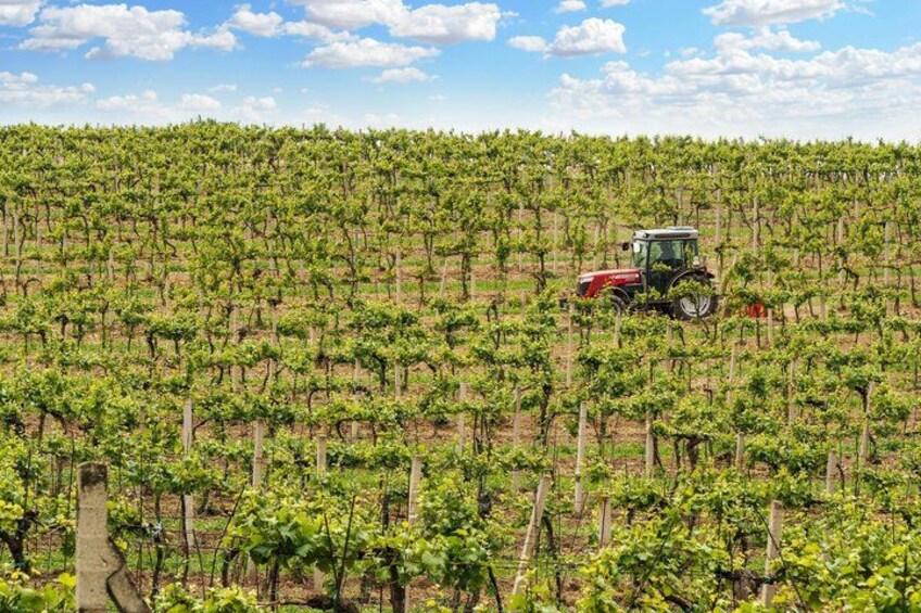 A vineyard with rows of grapevines and a red tractor in the field. 3