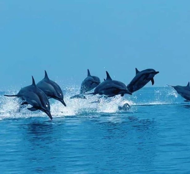 Un groupe de dauphins bondissant hors de l’eau. 2