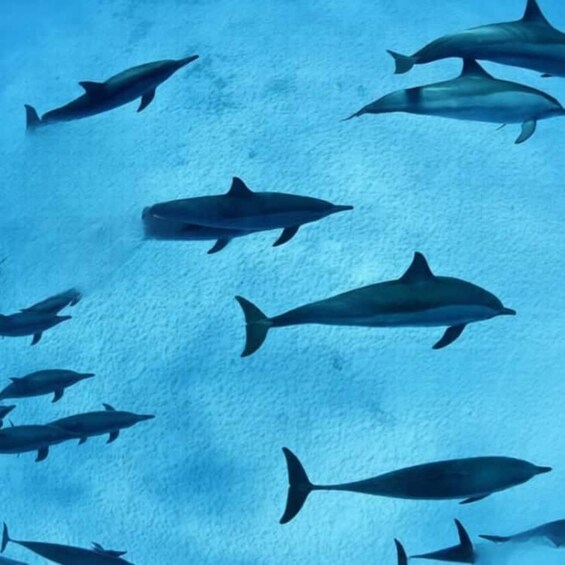 Un groupe de dauphins nageant dans l’océan. 1
