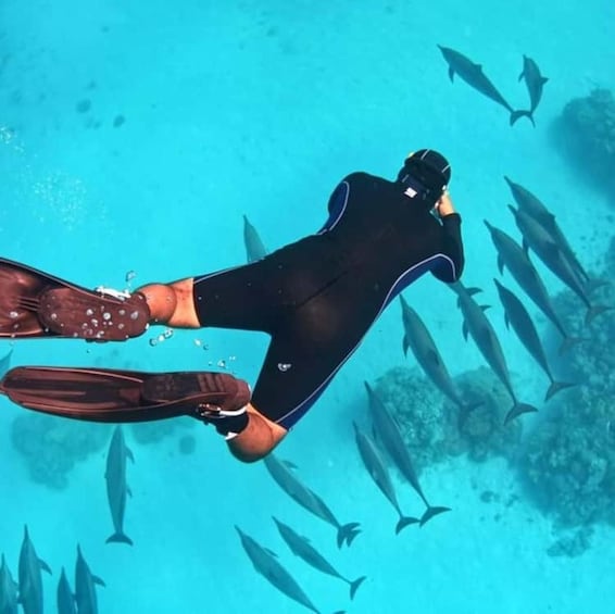 Un plongeur vêtu d’une combinaison de plongée noire nage avec des dauphins. 3