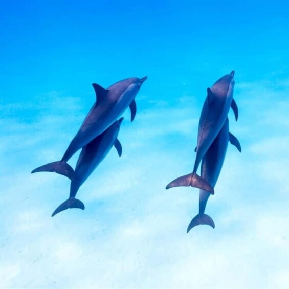 Deux dauphins nagent dans l’océan. 4