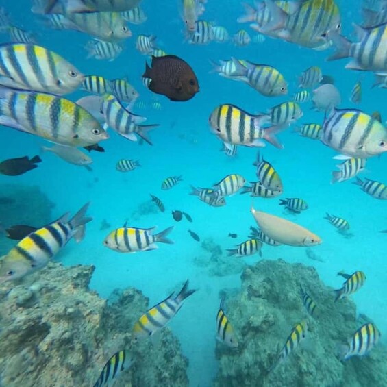 Un banc de poissons rayés nage dans une eau bleue et limpide, au milieu de rochers sous-marins. 5