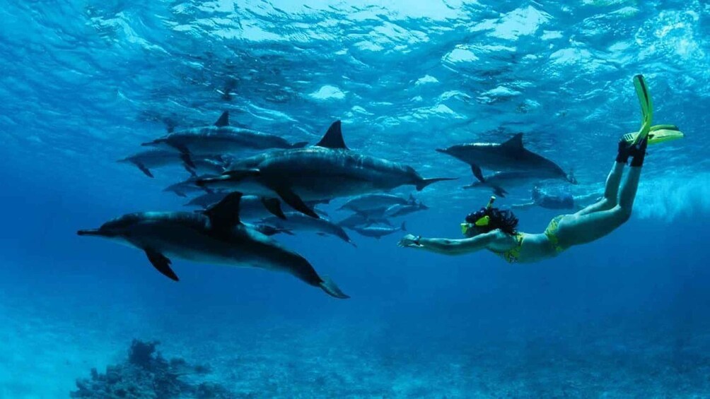 Un plongeur nageant avec des dauphins dans une eau d’un bleu cristallin. 5